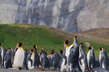 Fototapeta premium King Penguins on Gold Harbour