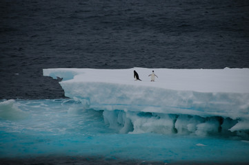 Adelie Penguins on an ice shelf in the Weddell Sea