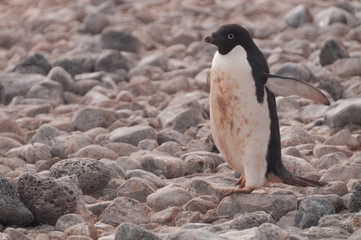 Adelie Penguins on Paulet Island