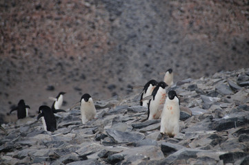 Naklejka premium Adelie Penguins on Paulet Island