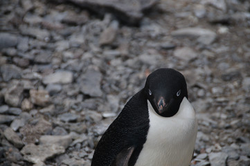Fototapeta premium Adelie Penguins on Paulet Island