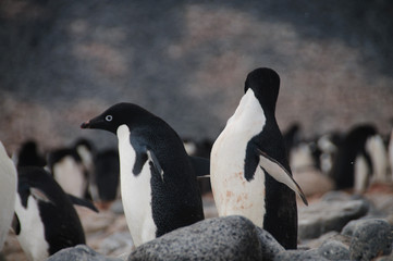 Obraz premium Adelie Penguins on Paulet Island
