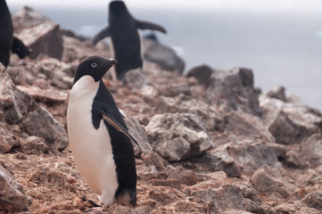 Obraz premium Adelie Penguins on Paulet Island