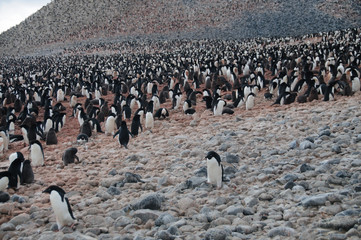 Obraz premium Adelie Penguins on Paulet Island