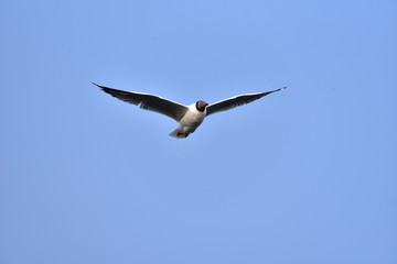 seagull in flight