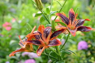 Blumen 940 © K.-U. Häßler