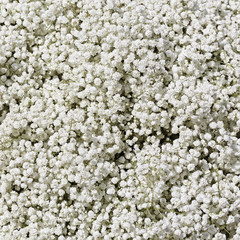 Many small white flowers. Natural floral background.