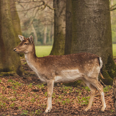 Obraz premium Damwild