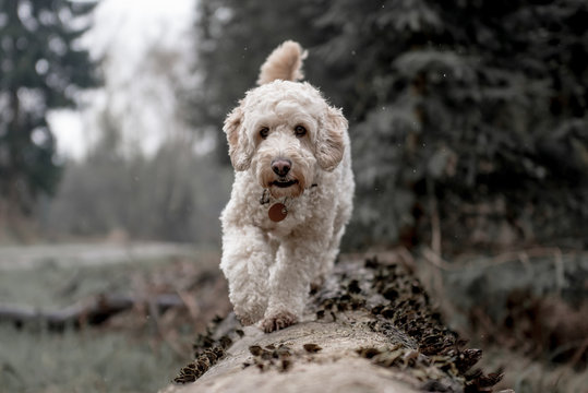 Hund im Wald