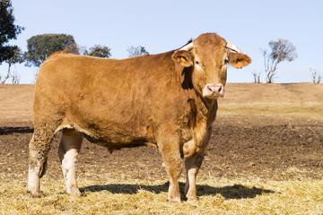 cows , oxen and calves in farm grange