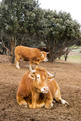 cows , oxen and calves in farm grange
