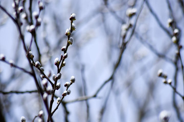 Frühling im Wald Weide