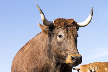 cows , oxen and calves in farm grange