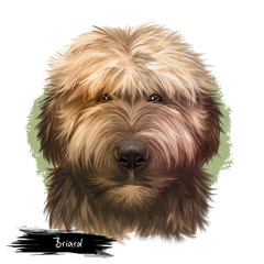 Briard dog breed isolated on white background digital art illustration. Herding dog, originally from France, dog head portrait, clipart realistic design puppy hand drawn print, Berger de Brie