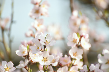 Obraz premium Flowers of an almond tree close-up on a background of a gentle blue sky. beautiful sunny spring day. 