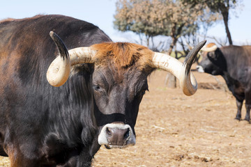 cows , oxen and calves in farm grange
