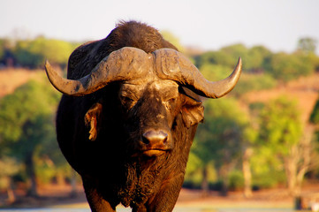 the mighty water buffalo