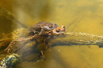 Erdkröte (Bufo bufo)