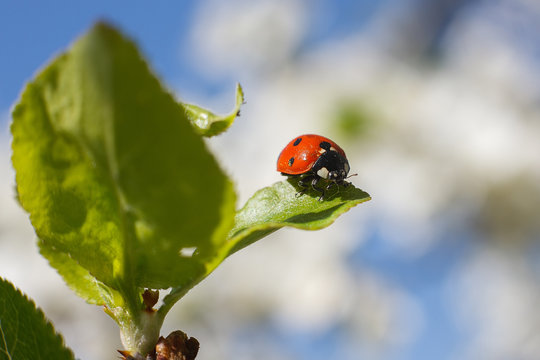 Red ladybird sits on a green leaf against the blue sky. Macro close up