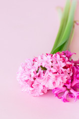 Obraz na płótnie Canvas Beautiful pink hyacinth flowers bouquet on a pink background. Close up and copy space.