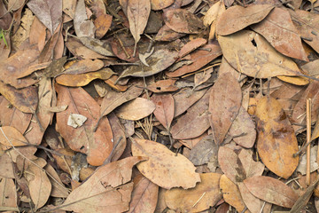 Dry leaves in the forest