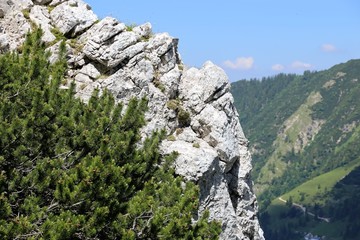 Bergkiefer, Mountain pine (Pinus mugo)
