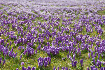 Obraz premium Crocus flowers blooming in spring time among the grass.