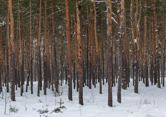 Naklejka premium pine forest in the winter forest