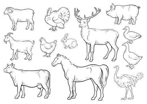 Farm Animal Doodle Images – Browse 45,267 Stock Photos, Vectors, and Video  | Adobe Stock