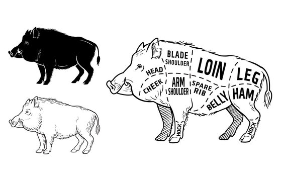 Wild hog, boar game meat cut diagram scheme - elements set on chalkboard. Vector illustration