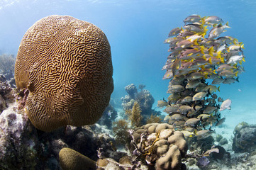 Brain coral and school of fish,  Hol Chan marine reserve, Ambergris caye, Belize,