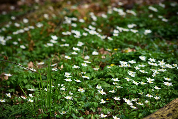 Frühling. Anfang des Lebens 
