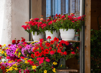 Colorful flowers at the entry to the flower shop in Provence. Reflection of the typical house with blue shutters in the window of the shop.