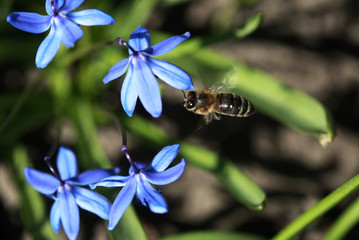 bee in spring garden