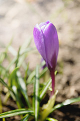 the first spring flower in the spring sun