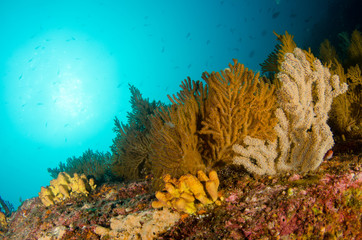 Coral reef scenics of the Sea of Cortez, Baja California Sur, Mexico.  © leonardogonzalez
