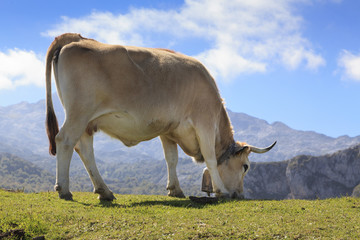 Vaca paciendo en los Picos de Europa de Asturias