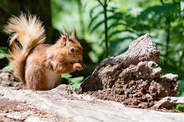 Brownsea Island Squirrel