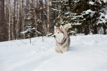 Fototapeta na wymiar Adorable Husky male looks like a wolf. Portrait of attentive siberian Husky dog with snow on the nose standing in the snow in the winter forest at sunset on trees background