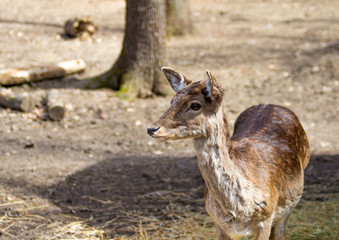 Deer Female