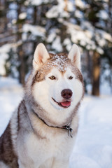 Close-up portrait of Husky dog sitting in winter forest at sunset. Profile portrait of sweet Beige and White Siberian husky is on the snow on trees background