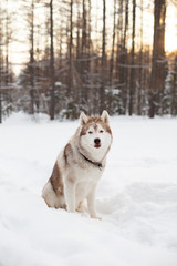 Portrait of beautiful Husky dog sitting in the winter forest and looking to the camera at golden sunset. Image of prideful and free Beige Dog breed Siberian husky is on the snow on trees background