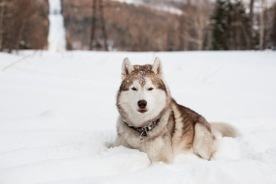 Image of free and prideful siberian husky looks like a wolf. Portrait of beautiful Husky dog liying is on the snow in winter forest at sunset on mountain background.