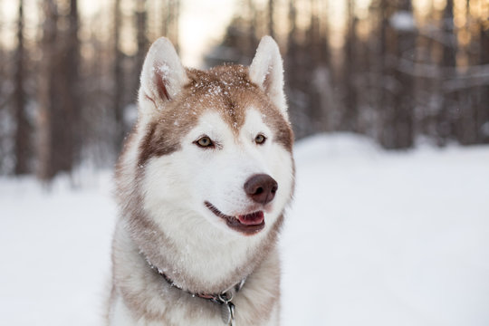 Close-up portrait of lovely dog breed siberian Husky sitting on the snow in winter forest at golden sunset. Profile image of beige and white Husky topdog looks like a wolf