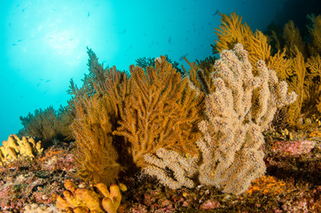 Coral reef scenics of the Sea of Cortez, Baja California Sur, Mexico.  © leonardogonzalez