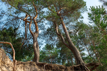 Forest with branch trees in spring and blue sky