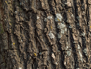 Bark tree texture, background, close up, wooden skin