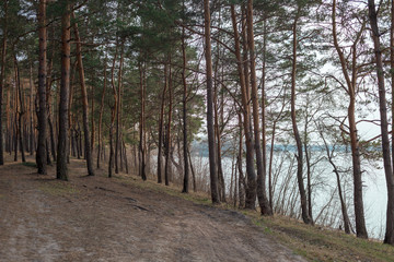 Beautiful forest in spring with view on the lake