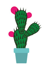 nopal cactus in pot