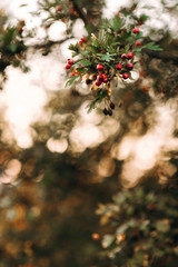 mining plant with red berries